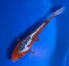 19CM Japanese Imported - Shusui - Marusei - A6 - 23