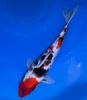 30CM Japanese Imported - Showa - Marusei - A6 - 22