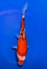26CM Japanese Imported - Sanke - Marusei - A6 - 21