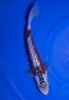 21CM Japanese Imported - Shusui - Marusei - A6 - 20