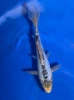 18CM Japanese Imported - Shusui - Marusei - A6 - 19