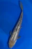 35CM Japanese Imported - Ginrin Soragoi - Marusei - A6 - 18