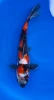 27cm Japanese Imported Sanke - QT1-25