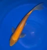 32CM Japanese Imported - Karashigoi - Marusei - A6 - 17