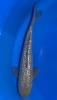 35CM Japanese Imported - Ginrin Soragoi - Marusei - A6 - 15