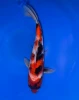 32CM Japanese Imported - Showa - Marusei - A6 - 14