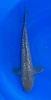 35cm Japanese Imported Ginrin Chagoi - QT1-20