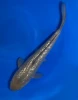 34CM Japanese Imported - Ginrin Chagoi - Marusei - A6 - 12