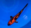 27CM Japanese Imported - Hi Utsuri - Marusei - A6 - 10