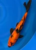 38CM Japanese Imported - Hi Utsuri - Marusei - A6 - 6