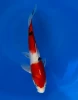 23CM Japanese Imported - Sanke - Marusei - A6 - 5