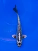 18cm Japanese Imported Ginga - AOKIYA-QT9-129