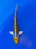 16cm Japanese Imported Yellow Dragon AOKIYA - QT9-128