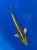 17cm Japanese Imported Yellow Dragon AOKIYA - QT9 -127