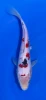 23CM Japanese Imported - Sanke - Marusei - QT1 - 1