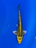 16cm Japanese Imported Yellow Dragon - QT9-115