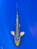 18cm Japanese Imported Yellow Dragon - QT9-114