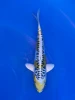 18cm Aragoke Yellow Dragon - QT9-113