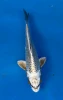 16cm Japanese Imported Kikokuryu - QT7-103