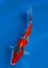 16cm Japanese Imported Goshiki - QT7-101