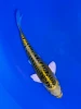 17cm Aragoke Yellow Dragon - QT9-111