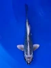 17cm Japanese Imported Ginga - Aokiya - QT9 - 109