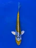 18cm Japanese Imported Yellow Dragon - Aokiya - QT9 - 108