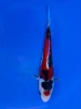 17cm Japanese Imported Doitsu Showa - Aokiya - QT9 - 104