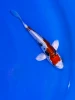 17cm Japanese Imported Beni Kikokuryu - Aokiya - QT9 - 103