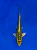 17cm Japanese Imported Yellow Dragon - Aokiya - QT9 - 102