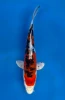 16cm Japanese Imported Beni Kikokuryu - QT7-97