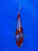 17cm Japanese Imported Doitsu Goshiki - Aokiya - QT9 - 97
