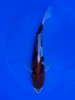 18cm Japanese Imported Doitsu Budo Goromo - Aokiya - QT9 - 96