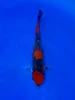 18cm Japanese Imported Goshiki - Aokiya - QT9 - 94