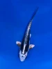 17cm Japanese Imported Kikokuryu - Aokiya - QT9 - 90