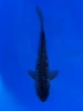 17cm Japanese Imported Aragoke Karasugoi - Aokiya - QT9 - 87