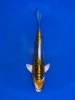 17cm Japanese Imported Yellow Dragon - Aokiya - QT9 - 85