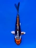 18cm Japanese Imported Beni Kikokuryu - Aokiya - QT9 - 79