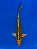 20cm Japanese Imported Yellow Dragon - Aokiya - QT9 - 78