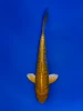 19cm Japanese Imported Aragoke Yellow Dragon - Aokiya - QT9 - 77
