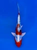 18cm Japanese Imported Beni Kikokuryu - Aokiya - QT9 - 75