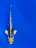 20cm Japanese Imported Yellow Dragon - Aokiya - QT9 - 74