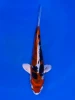 16cm Japanese Imported Beni Kikokuryu - Aokiya - QT9 - 72