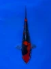 16cm Japanese Imported Goshiki - Aokiya - QT9 - 71