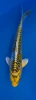 15cm Japanese imported Yellow Dragon - Aokiya - QT-11 - 7