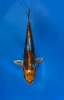 16cm Japanese imported Beni Kikokuryu - Aokiya - QT-11 - 9