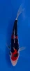 15cm Japanese imported Doitsu Sanke - Aokiya - QT-11 - 11