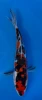16cm Japanese imported Doitsu Showa - Aokiya - QT-11 - 12