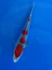 16cm Japanese Imported Goshiki - Aokiya - QT-11 - 132