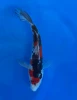 15cm Japanese Imported Doitsu Showa - Aokiya - QT-11 - 134